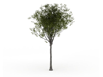 公园小树模型