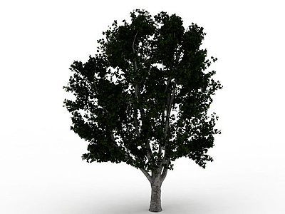 常见阔叶树模型3d模型