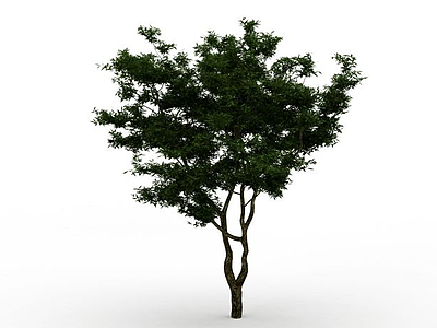 园林植物模型3d模型