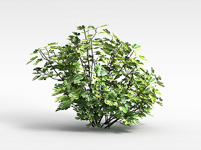 矮灌木丛模型3d模型