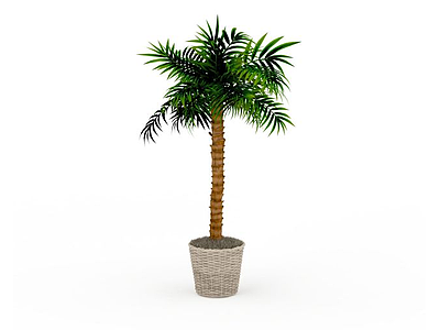 热带绿植盆景模型3d模型