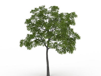 园林植物槐树模型3d模型