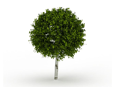 3d球形树冠树模型