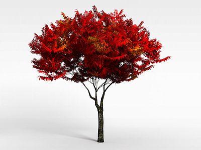3d园林红叶观赏树模型