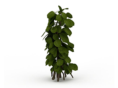 3d观叶植物模型