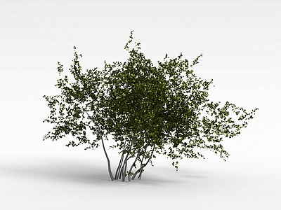 3d园林绿化植物模型