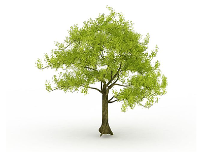 园林景观植物大树模型3d模型