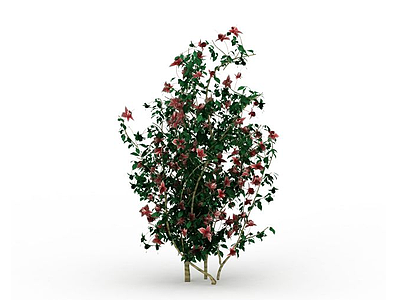 开花灌木模型3d模型