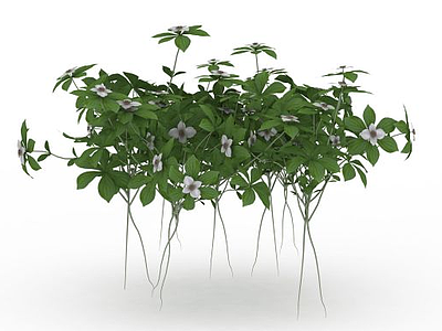 开花绿植模型3d模型