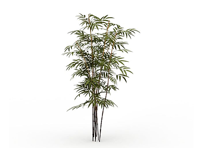 3d庭院竹子模型