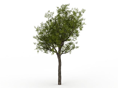3d绿树免费模型