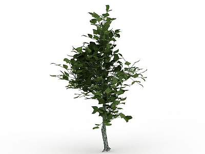 灌木绿植模型