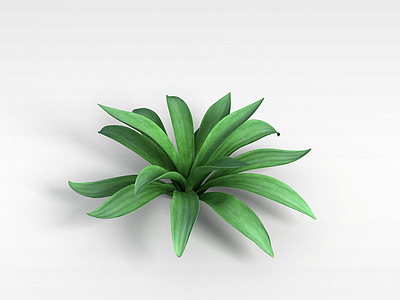 阔叶绿植模型3d模型