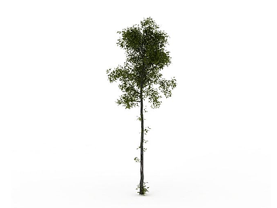 3d树模型