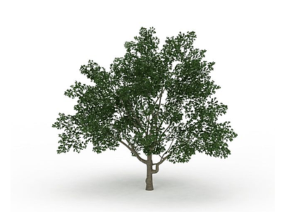 3d园林植物大树模型