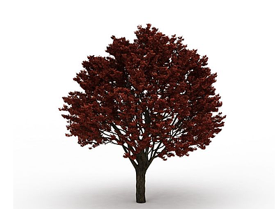 红叶枫树模型
