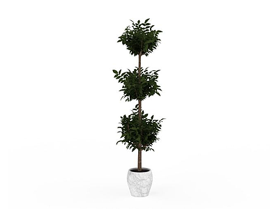 观赏树盆栽模型3d模型