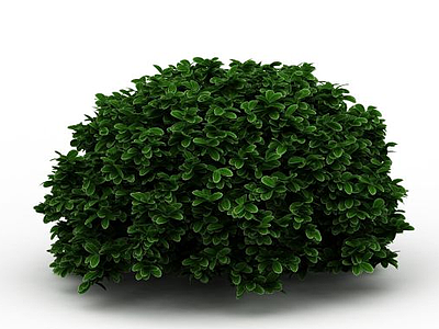 海桐灌木模型3d模型