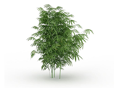 3d园林植物竹子模型