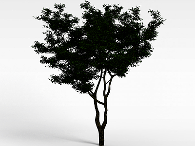 3d细叶植物大树模型