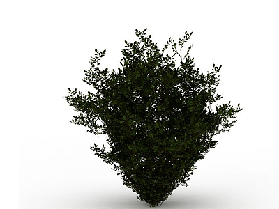 灌木植物模型