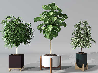 3d现代盆栽发财树模型