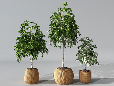 3d现代盆栽榕树模型