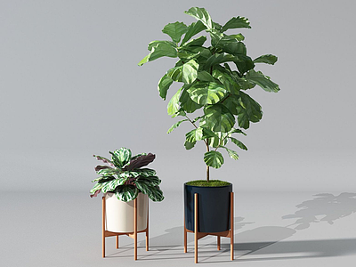 3d现代盆栽盆景植物模型