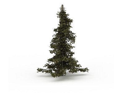 3d朴子树模型