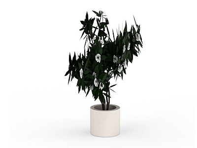 盆栽山茶花模型3d模型