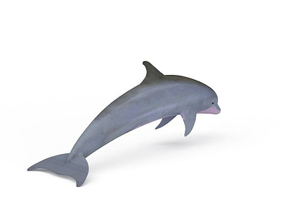 白鳍豚模型3d模型