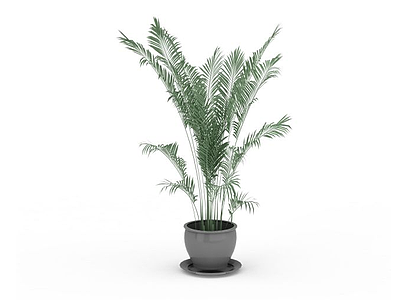散尾葵盆栽模型3d模型