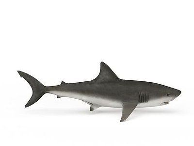 淡水鲨鱼模型3d模型