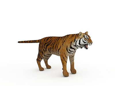 3d野生老虎免费模型