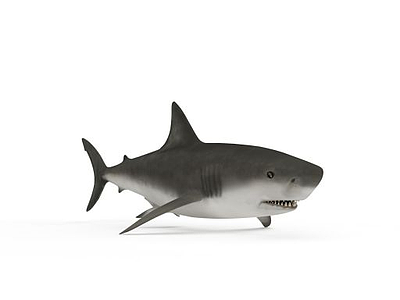 鲨鱼模型3d模型