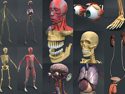 现代男性人体解剖结构模型3d模型