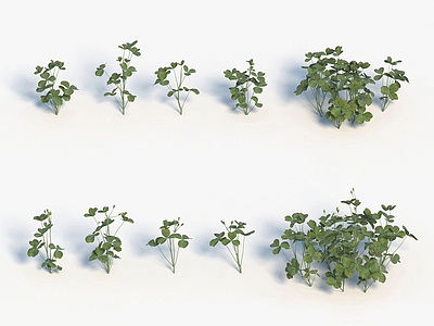3d植物酢浆草模型