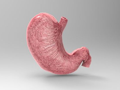 胃結構模型3d模型