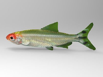 鲤鱼模型3d模型