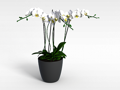 3d观赏植物模型