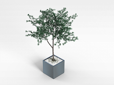 3d盆栽观赏植物模型
