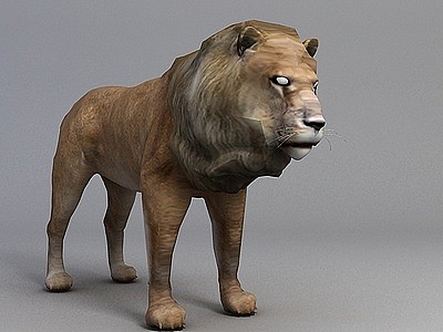 公狮子模型