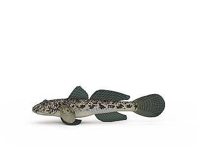 横斑鳃棘鲈模型3d模型