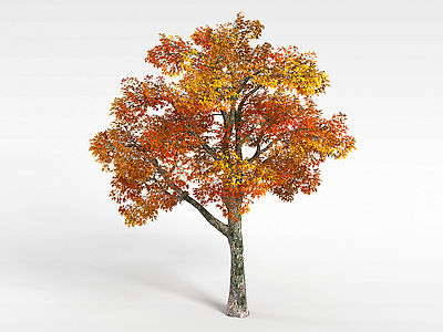 3d红叶树模型