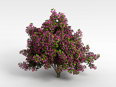 3d紫红色花朵树木模型