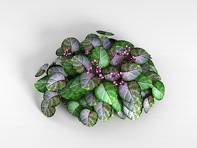 3d大叶子紫花植物模型