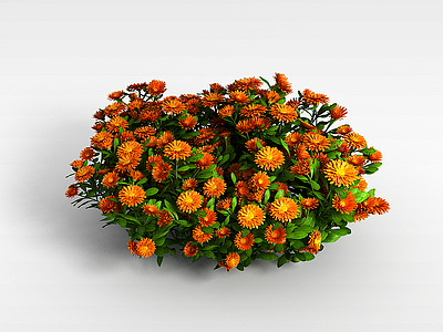 3d橘色花朵园艺植物模型