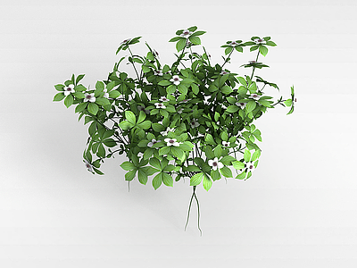 3d四叶白花植物模型