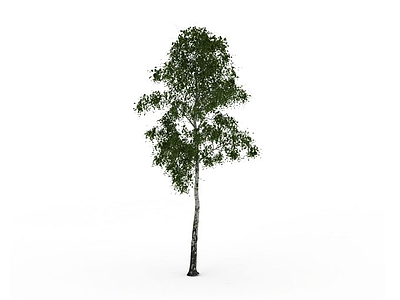公园白杨树模型3d模型