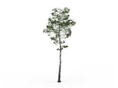 小杨树模型3d模型